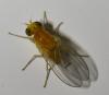 Homoneura mediospinosa